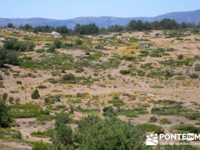 Pinar de Canencia y Mina de Plata del Indiano;paseo por madrid;lagunas de gredos